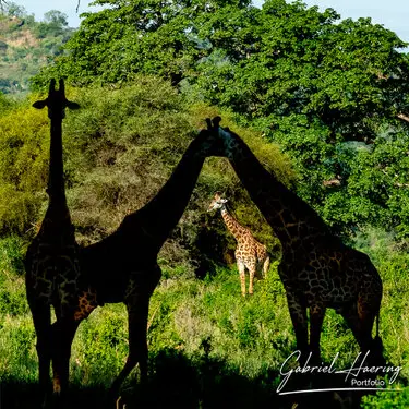 Fine art photographs of Tarangire National Park