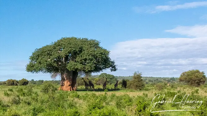 Fine art photographs of Tarangire National Park