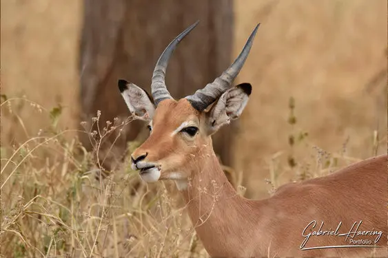 Fine art photographs of Tarangire National Park