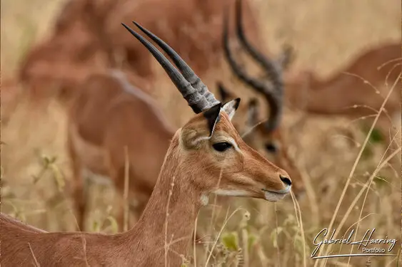 Fine art photographs of Tarangire National Park