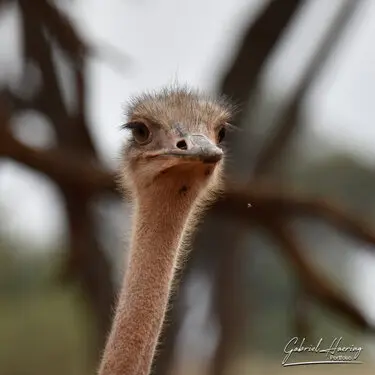 Fine art photographs of Tarangire National Park