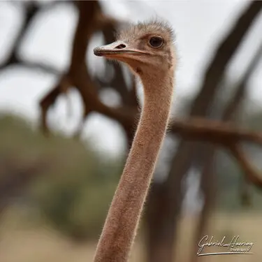 Fine art photographs of Tarangire National Park