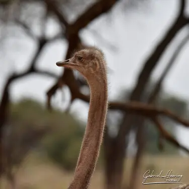 Fine art photographs of Tarangire National Park