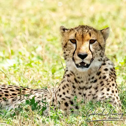 Photography of Serengeti National Park