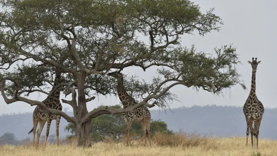 Photography of Serengeti National Park