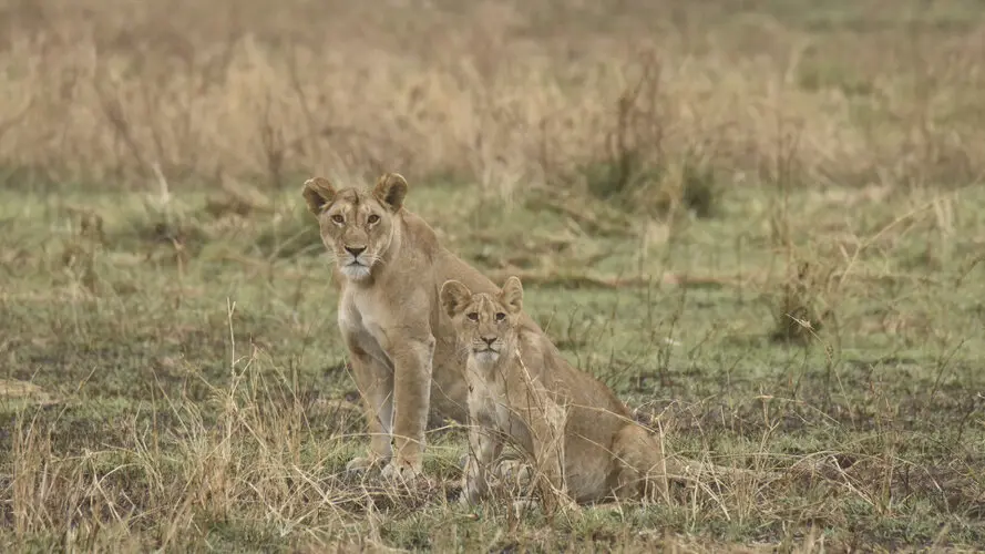 Photography of Serengeti National Park