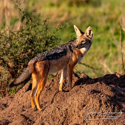 Photography of Serengeti National Park