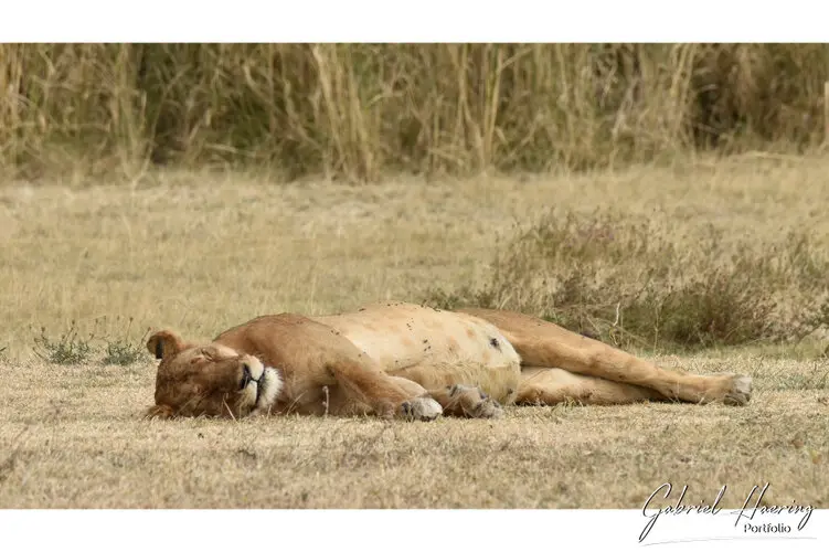 Photography of Ngorongoro Crater