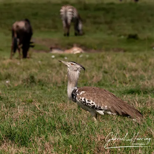 Photography of Ngorongoro Crater