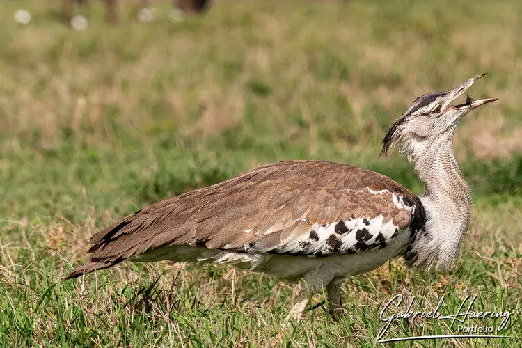 Photography of Ngorongoro Crater