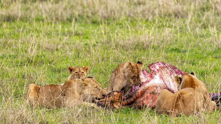 Photography of Ngorongoro Crater