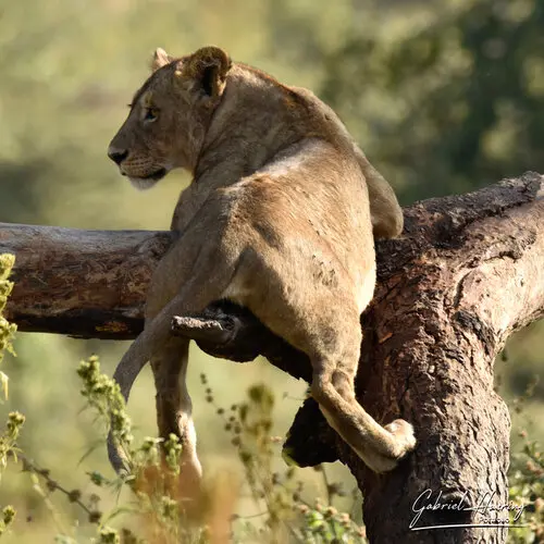 Photography of Ngorongoro Crater