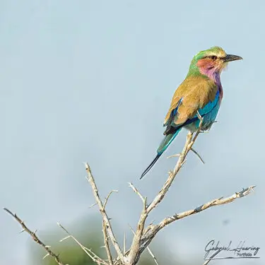 Photography collection of Chobe National Park