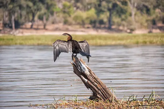 Photography collection of Chobe National Park