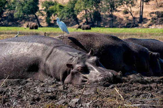 Photography collection of Chobe National Park