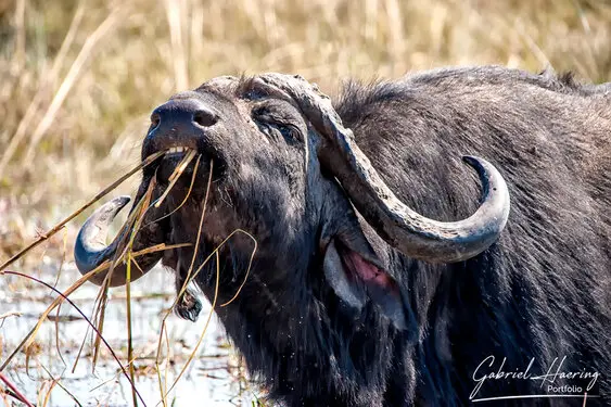 Photography collection of Chobe National Park