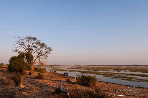 Photography collection of Chobe National Park