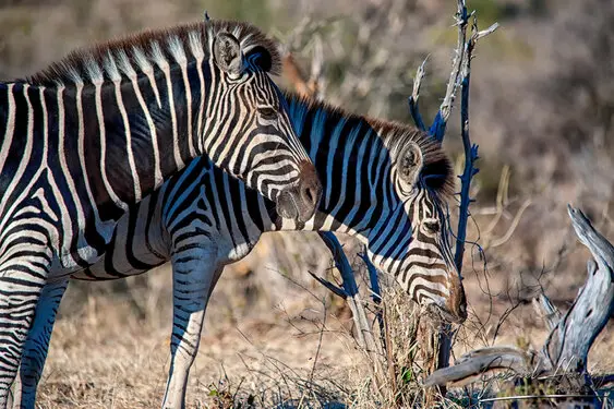 Photography collection of Chobe National Park