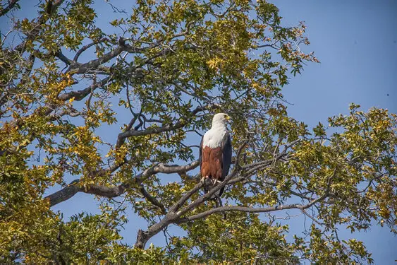 Photography collection of Chobe National Park