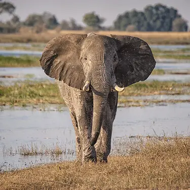 Photography collection of Chobe National Park