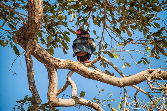 Photography collection of Chobe National Park