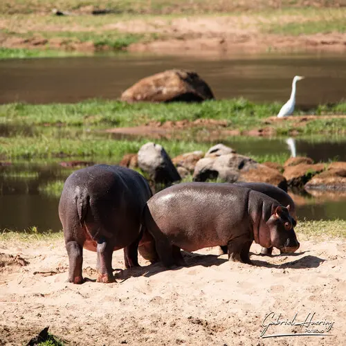 Photography of Ruaha in Tanzania by Gabriel Haering