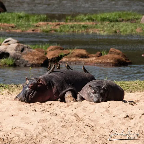 Photography of Ruaha in Tanzania by Gabriel Haering