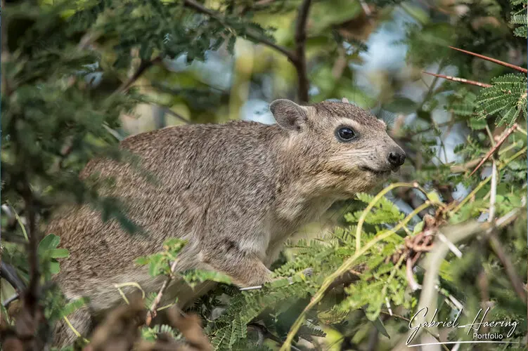 Photography of Ruaha in Tanzania by Gabriel Haering