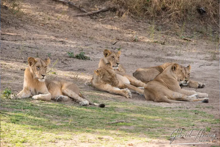 Photography of Ruaha in Tanzania by Gabriel Haering