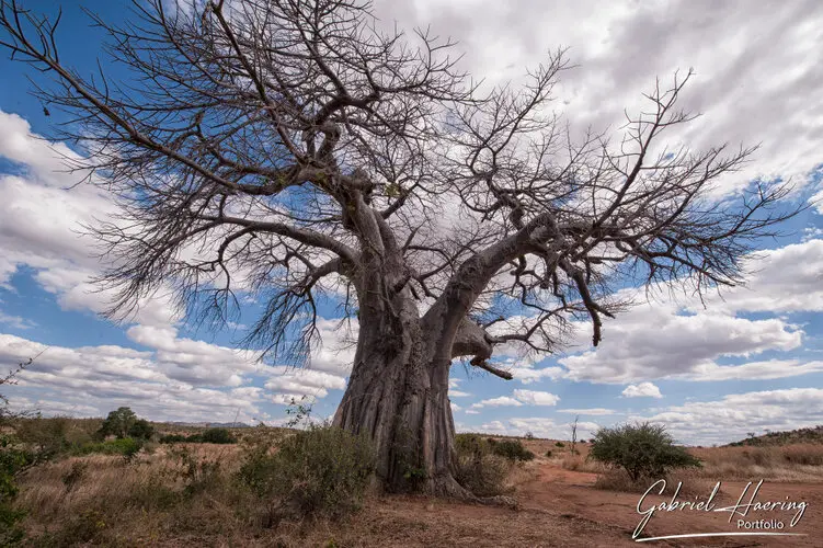 Photography of Ruaha in Tanzania by Gabriel Haering