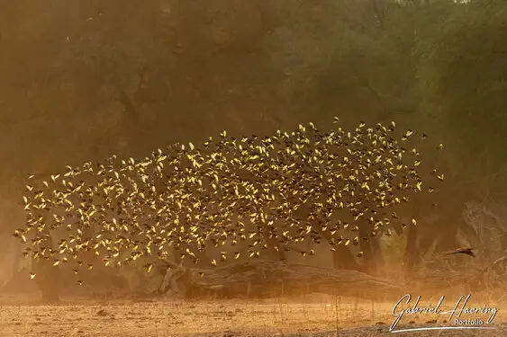 Gabriel Haering featuring Mana Pools in Zimbabwe