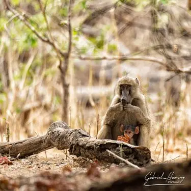 Gabriel Haering featuring Mana Pools in Zimbabwe