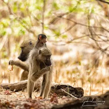 Gabriel Haering featuring Mana Pools in Zimbabwe