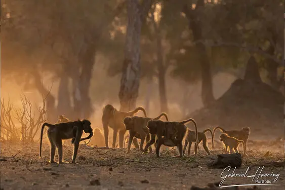 Gabriel Haering featuring Mana Pools in Zimbabwe