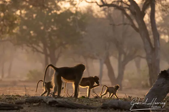 Gabriel Haering featuring Mana Pools in Zimbabwe