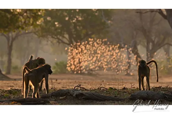 Gabriel Haering featuring Mana Pools in Zimbabwe