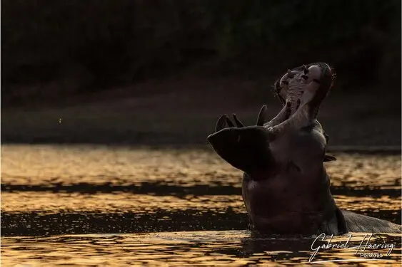 Gabriel Haering featuring Mana Pools in Zimbabwe