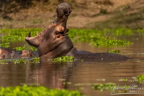 Gabriel Haering featuring Mana Pools in Zimbabwe