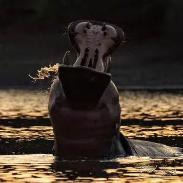 Gabriel Haering featuring Mana Pools in Zimbabwe