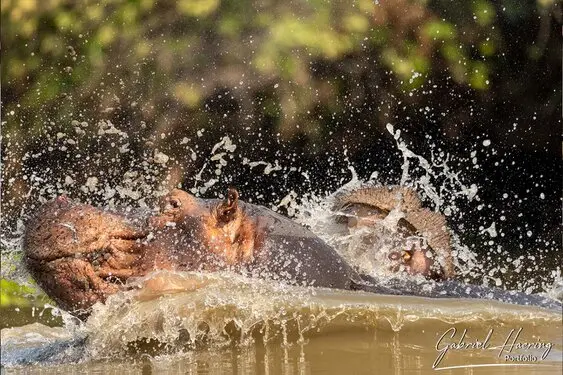 Gabriel Haering featuring Mana Pools in Zimbabwe