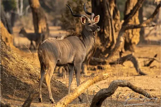 Gabriel Haering featuring Mana Pools in Zimbabwe