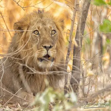 Gabriel Haering featuring Mana Pools in Zimbabwe