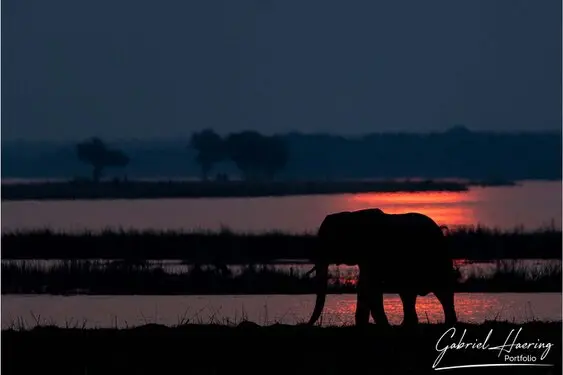 Gabriel Haering featuring Mana Pools in Zimbabwe