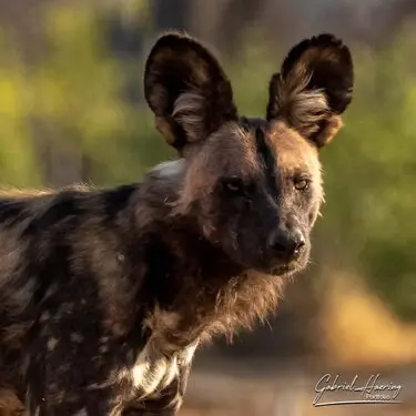 Gabriel Haering featuring Mana Pools in Zimbabwe