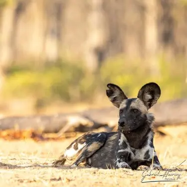 Gabriel Haering featuring Mana Pools in Zimbabwe