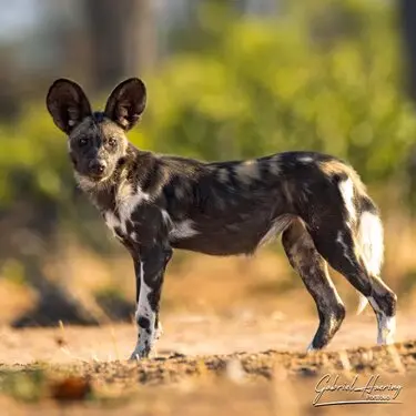 Gabriel Haering featuring Mana Pools in Zimbabwe