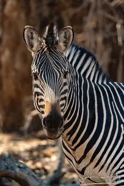 Gabriel Haering featuring Mana Pools in Zimbabwe