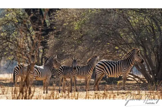 Gabriel Haering featuring Mana Pools in Zimbabwe