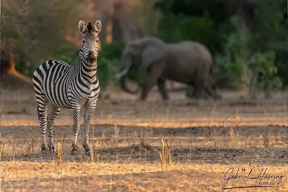 Gabriel Haering featuring Mana Pools in Zimbabwe