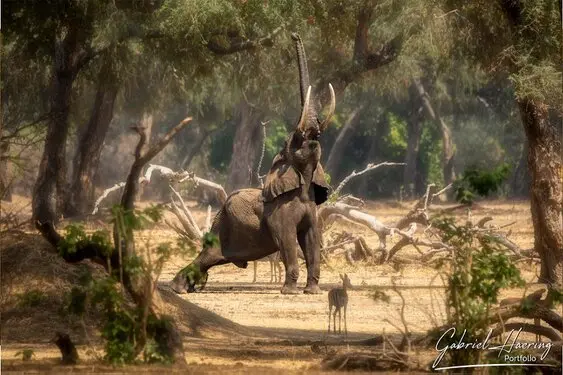 Gabriel Haering featuring Mana Pools in Zimbabwe